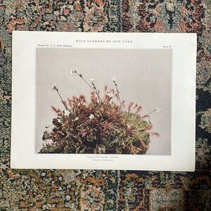 🖤5/$25 Antique Botanical Plant print over 100 years old Vintage